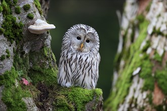 Ural owl (Strix uralensis), adult, on tree trunk, alert, in autumn, Bohemian Forest, Czech