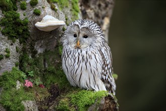 Ural owl (Strix uralensis), adult, on tree trunk, alert, in autumn, Bohemian Forest, Czech