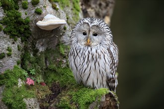 Ural owl (Strix uralensis), adult, on tree trunk, alert, in autumn, Bohemian Forest, Czech