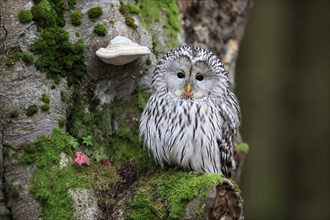 Ural owl (Strix uralensis), adult, on tree trunk, alert, in autumn, Bohemian Forest, Czech