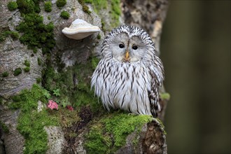 Ural owl (Strix uralensis), adult, on tree trunk, alert, in autumn, Bohemian Forest, Czech