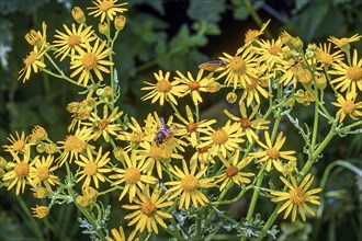 Hoverfly (Syrphidae), on alpine ragwort (Jacobaea alpina), Allgäu, Swabia, Baden-Württemberg,