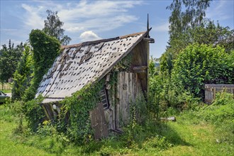 Rotten overgrown garden shed, Bolsternang, Allgäu, Swabia, Baden-Württemberg, Germany, Europe