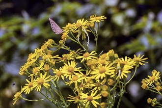 Butterfly, brown woodland bird (Aphantopus hyperantus), on alpine ragwort (Jacobaea alpina),