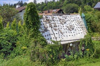 Rotten overgrown garden shed, Bolsternang, Allgäu, Swabia, Baden-Württemberg, Germany, Europe