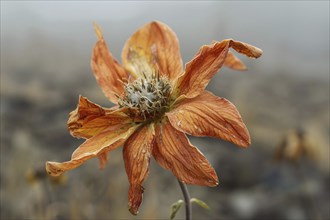 Close up of orange withered dry flower. Generative AI, AI generated