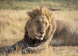 Lion (Panthera leo), adult male, lying in dry grass, animal portrait, Khwai, Okavango Delta, Moremi