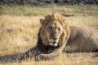 Lion (Panthera leo), adult male, lying in dry grass, animal portrait, Khwai, Okavango Delta, Moremi