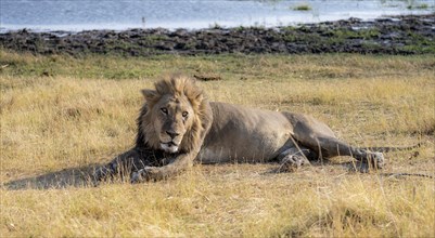 Lion (Panthera leo), adult male, lying in dry grass, Khwai, Okavango Delta, Moremi Game Reserve,