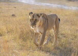 Lion (Panthera leo), adult female walking in dry grass, Khwai, Okavango Delta, Moremi Game Reserve,