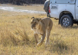 Lion (Panthera leo), adult female walking in dry grass, off-road vehicle behind during game