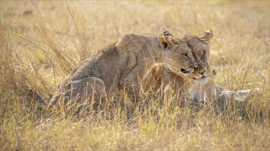 Lion (Panthera leo), animal family, adult female with cubs, in dry grass, off-road vehicle behind