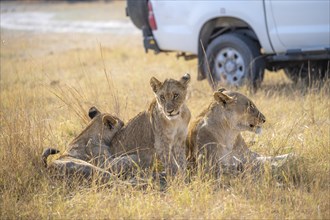 Lion (Panthera leo), animal family, adult female with two cubs, in dry grass, off-road vehicle