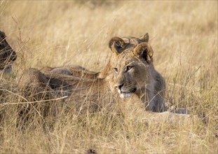 Lion (Panthera leo), two cubs lying in dry grass, African savannah, Khwai, Okavango Delta, Moremi