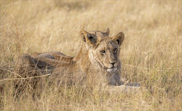 Lion (Panthera leo), two cubs lying in dry grass, African savannah, Khwai, Okavango Delta, Moremi