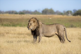 Lion (Panthera leo), adult male, standing in dry grass, Khwai, Okavango Delta, Moremi Game Reserve,