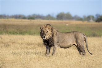 Lion (Panthera leo), adult male, standing in dry grass, Khwai, Okavango Delta, Moremi Game Reserve,