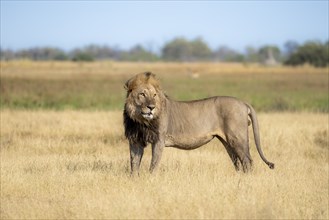 Lion (Panthera leo), adult male, standing in dry grass, Khwai, Okavango Delta, Moremi Game Reserve,