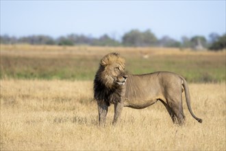 Lion (Panthera leo), adult male, standing in dry grass, Khwai, Okavango Delta, Moremi Game Reserve,