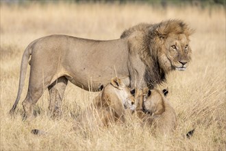 Lion (Panthera leo), animal family, adult male and female with two cubs, in dry grass, African