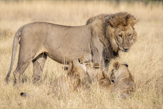 Lion (Panthera leo), animal family, adult male and female with two cubs, in dry grass, African