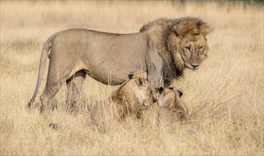 Lion (Panthera leo), animal family, adult male and female with two cubs, in dry grass, African