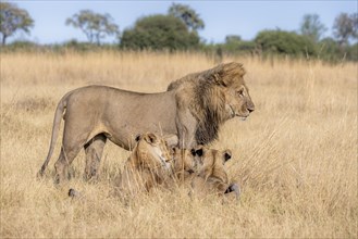 Lion (Panthera leo), animal family, adult male and female with two cubs, in dry grass, African