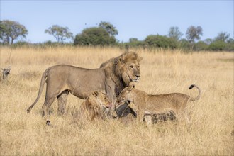 Lion (Panthera leo), animal family, adult male and female with two cubs, in dry grass, African