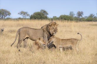 Lion (Panthera leo), animal family, adult male and female with two cubs, in dry grass, African