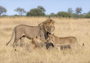 Lion (Panthera leo), animal family, adult male and female with two cubs, in dry grass, African