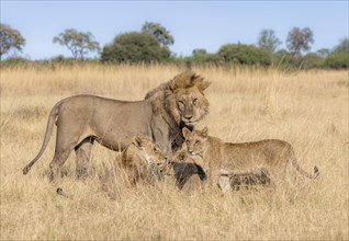 Lion (Panthera leo), animal family, adult male and female with two cubs, in dry grass, African