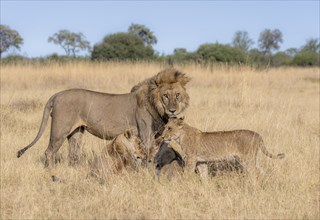 Lion (Panthera leo), animal family, adult male and female with two cubs, in dry grass, African