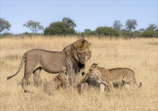 Lion (Panthera leo), animal family, adult male and female with two cubs, in dry grass, African