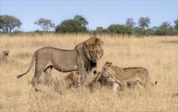 Lion (Panthera leo), animal family, adult male and female with two cubs, in dry grass, African