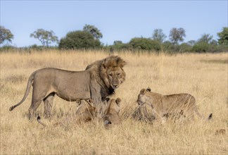 Lion (Panthera leo), animal family, adult male and female with two cubs, in dry grass, African