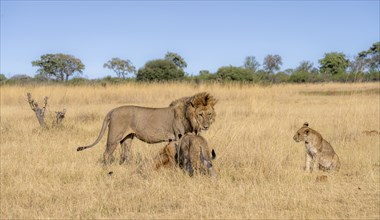 Lion (Panthera leo), animal family, adult male and female with two cubs, in dry grass, African