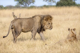 Lion (Panthera leo), adult male and female, in dry grass, African savannah, Khwai, Okavango Delta,