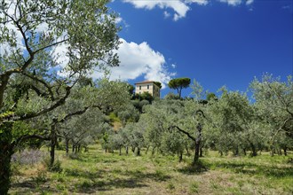 Olive grove, Roccantica, Sabine Mountains, Province of Rieti, Lazio Region, Italy, Roccantica,