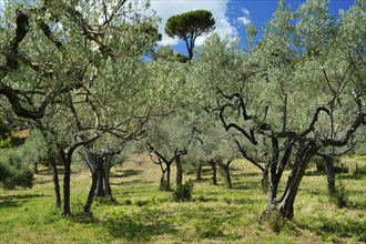 Olive grove, Roccantica, Sabine Mountains, Province of Rieti, Lazio Region, Italy, Roccantica,