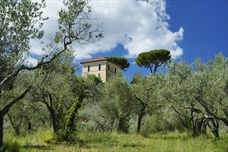 Olive grove, Roccantica, Sabine Mountains, Province of Rieti, Lazio Region, Italy, Roccantica,