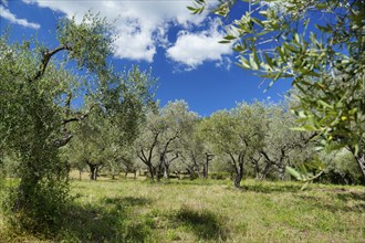 Olive grove, Roccantica, Sabine Mountains, Province of Rieti, Lazio Region, Italy, Roccantica,