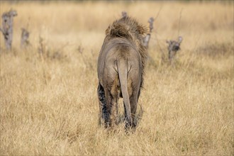 Lion (Panthera leo), adult male from behind, walking in dry grass, Khwai, Okavango Delta, Moremi