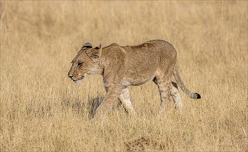 Lion (Panthera leo), young walking in dry grass, Khwai, Okavango Delta, Moremi Game Reserve,