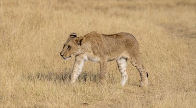 Lion (Panthera leo), young walking in dry grass, Khwai, Okavango Delta, Moremi Game Reserve,