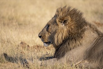 Lion (Panthera leo), adult male, lying in dry grass, animal portrait, Khwai, Okavango Delta, Moremi