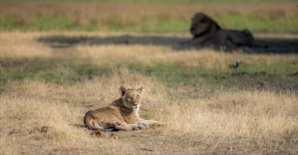 Lion (Panthera leo), young lying in dry grass, Khwai, Okavango Delta, Moremi Game Reserve,