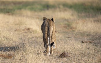 Lion (Panthera leo), young from behind, walking in dry grass, Khwai, Okavango Delta, Moremi Game