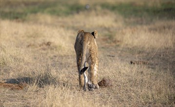 Lion (Panthera leo), young from behind, walking in dry grass, Khwai, Okavango Delta, Moremi Game