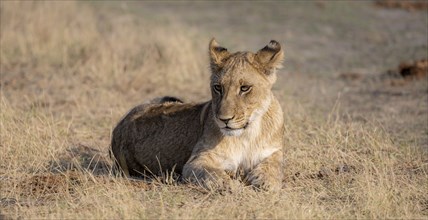 Lion (Panthera leo), young lying in dry grass, Khwai, Okavango Delta, Moremi Game Reserve,