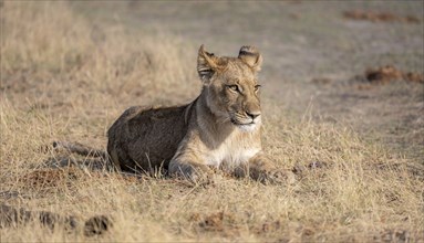 Lion (Panthera leo), young lying in dry grass, Khwai, Okavango Delta, Moremi Game Reserve,